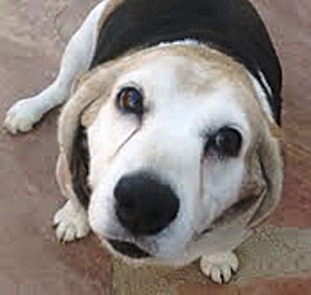 Adopt a friend